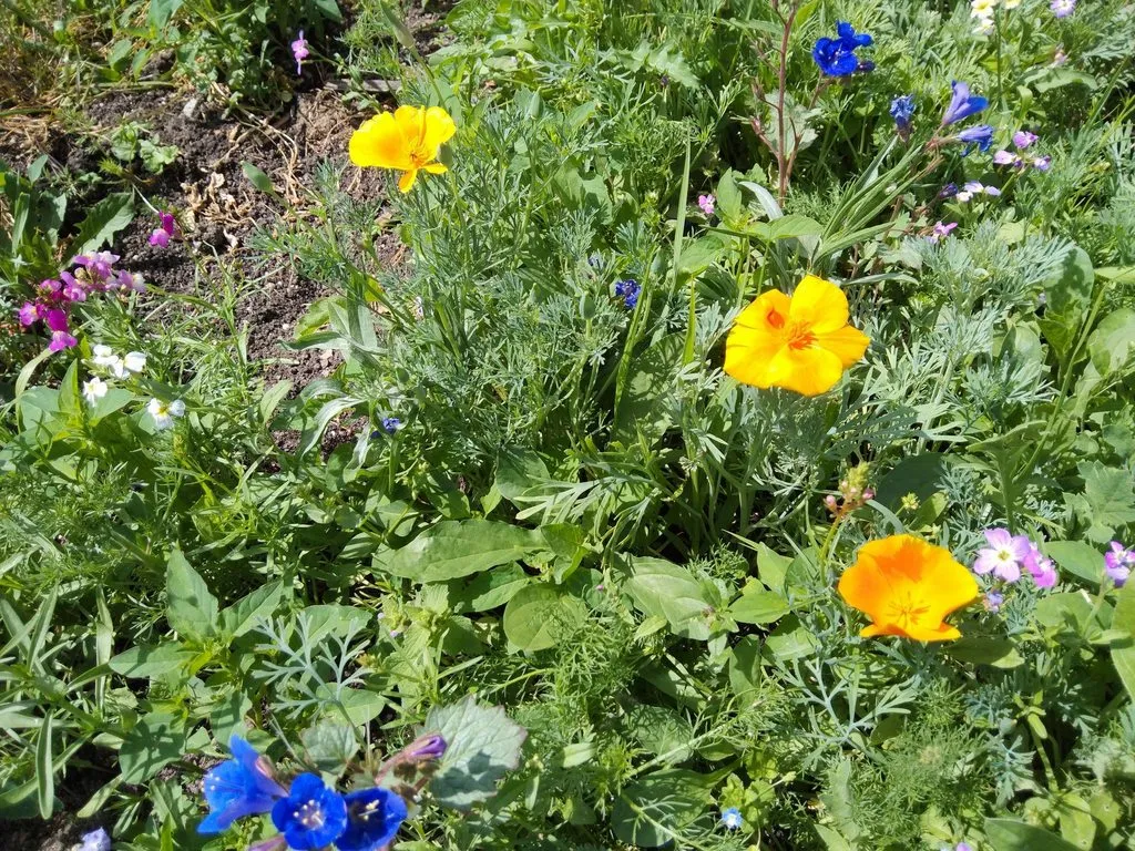 Чайная беседка