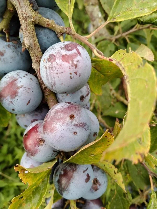 Чайная беседка