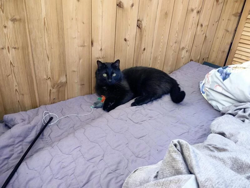 Tapтaлeтки & Ко