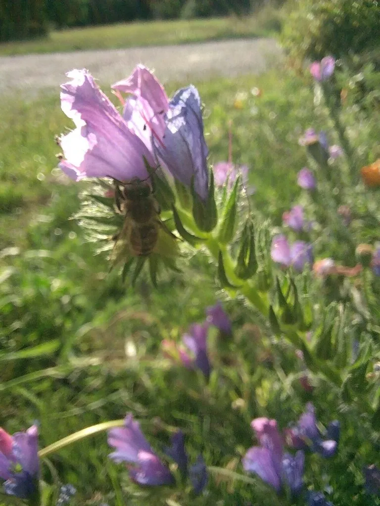 Чайная беседка