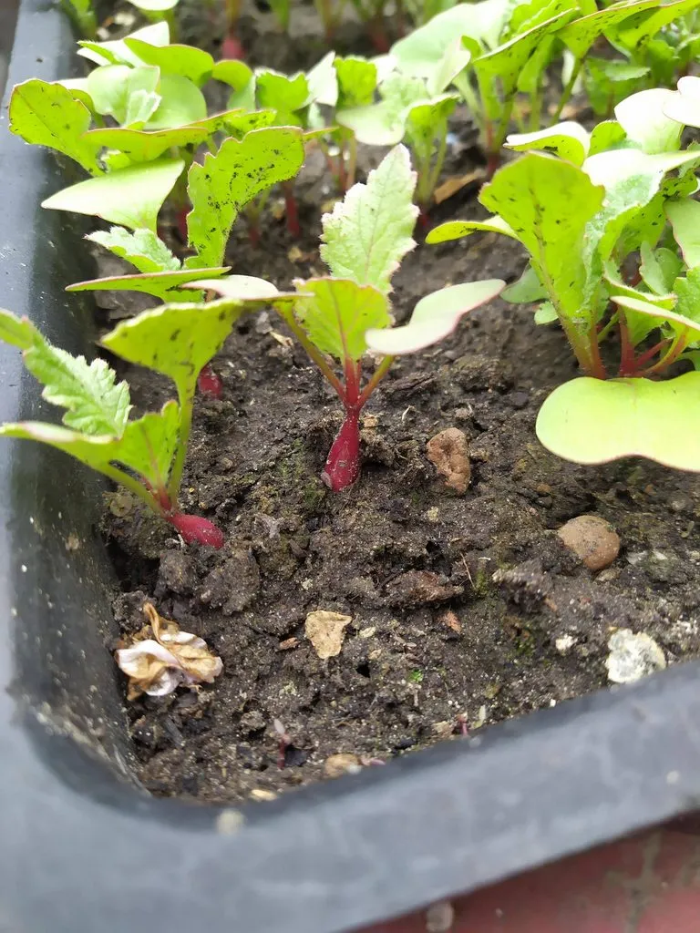 Чайная беседка