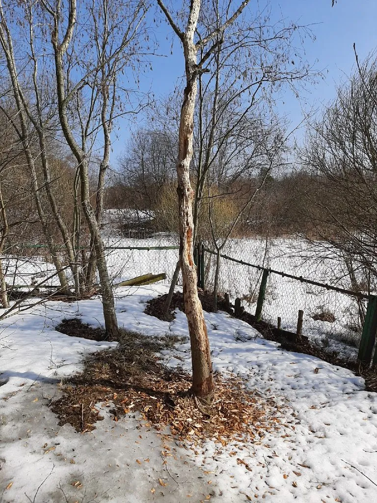 Кафе «У пани Сони»