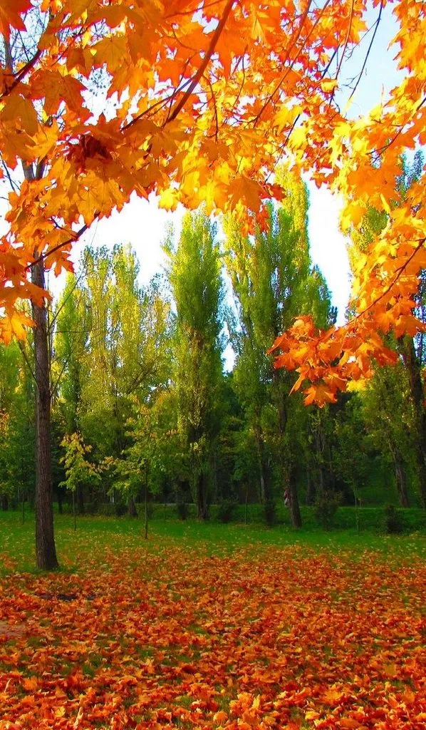 Кафе «У пани Сони»