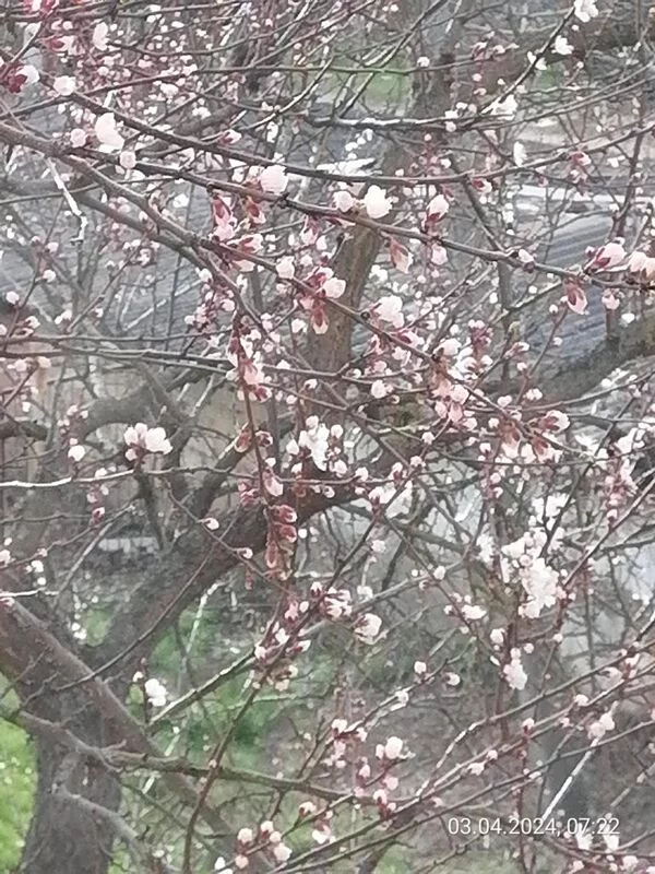 Чайная беседка