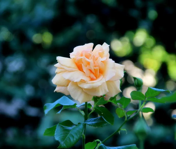 Чайная беседка