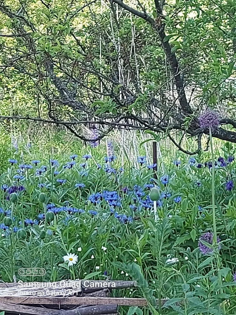 Чайная беседка