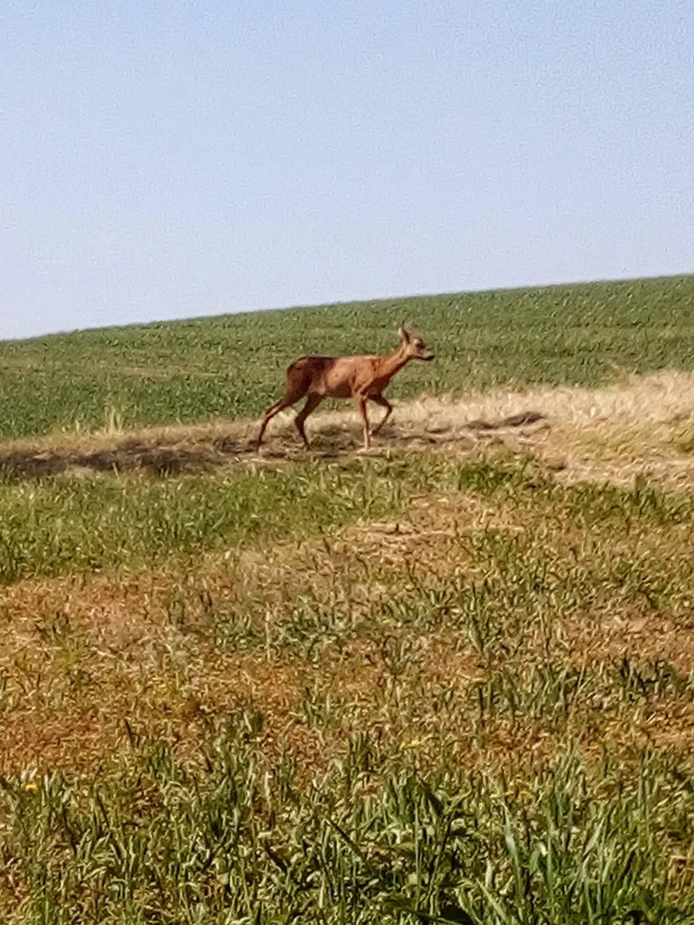 Чайная беседка