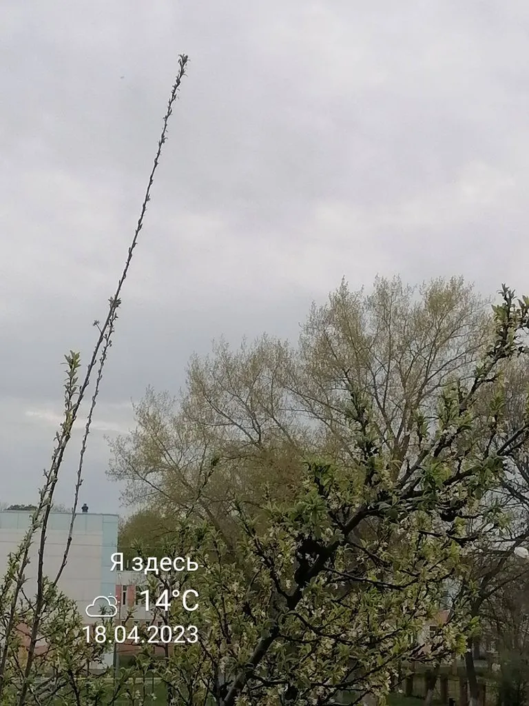 Чайная беседка