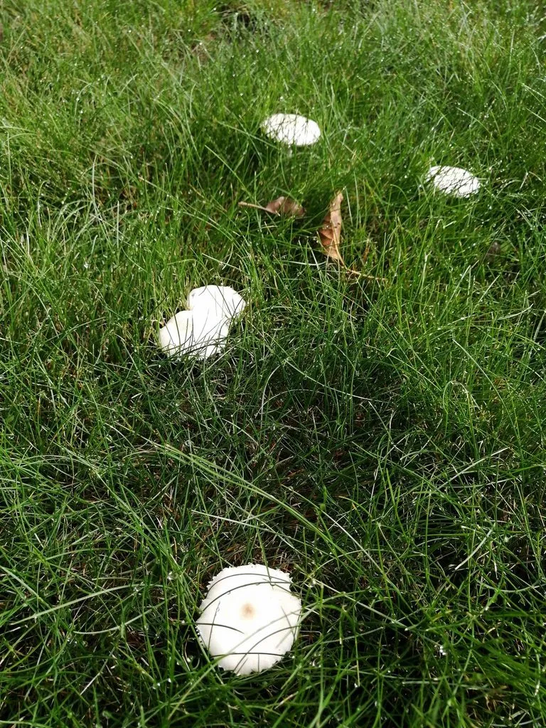 Чайная беседка