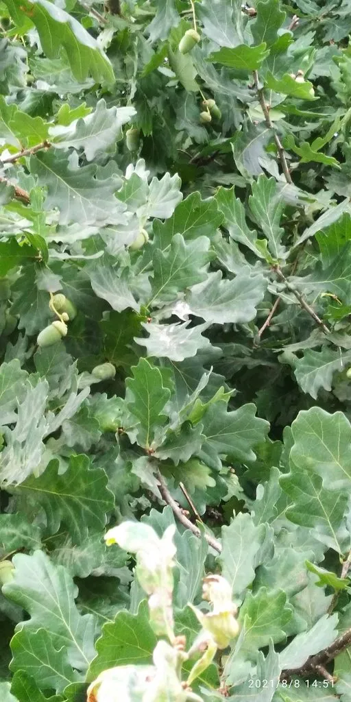 Tapтaлeтки & Ко