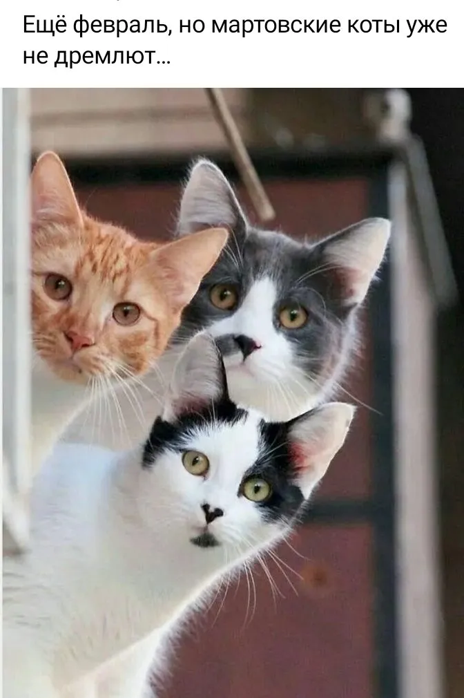 Кошичкина полиция