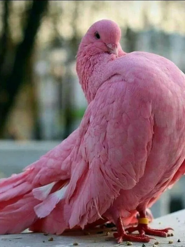 Эти забавные животные