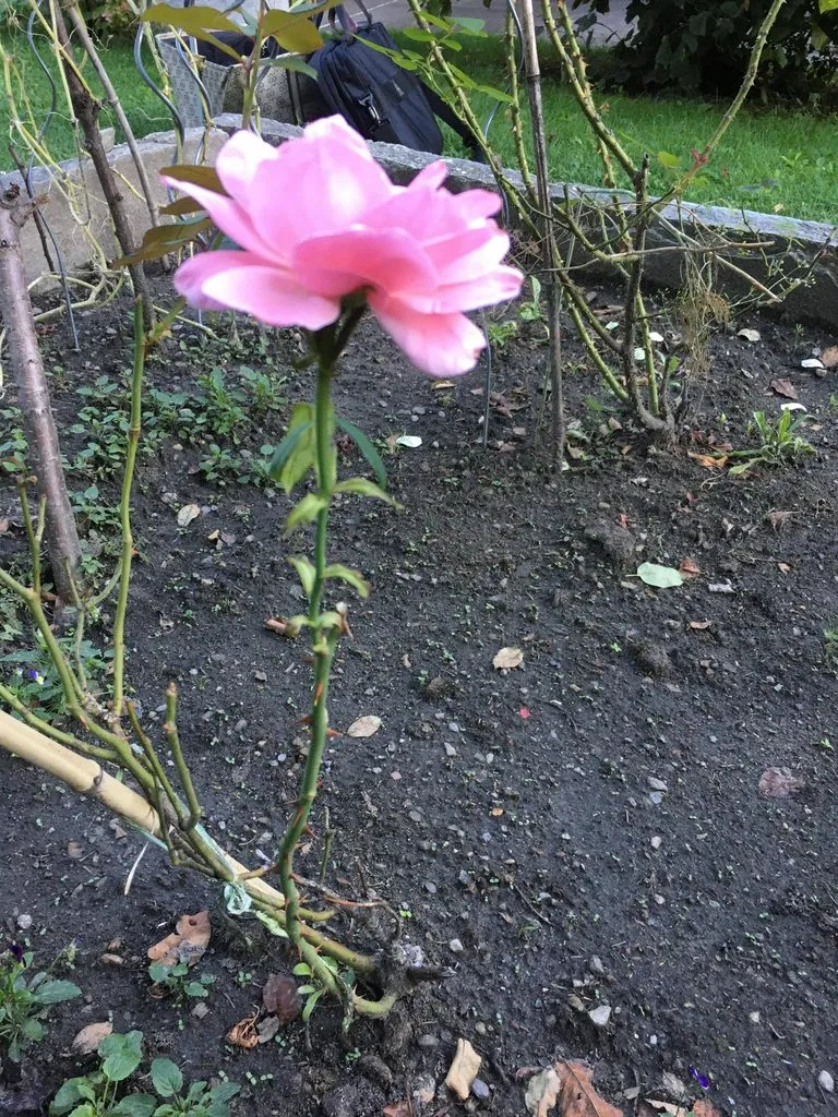 Чайная беседка