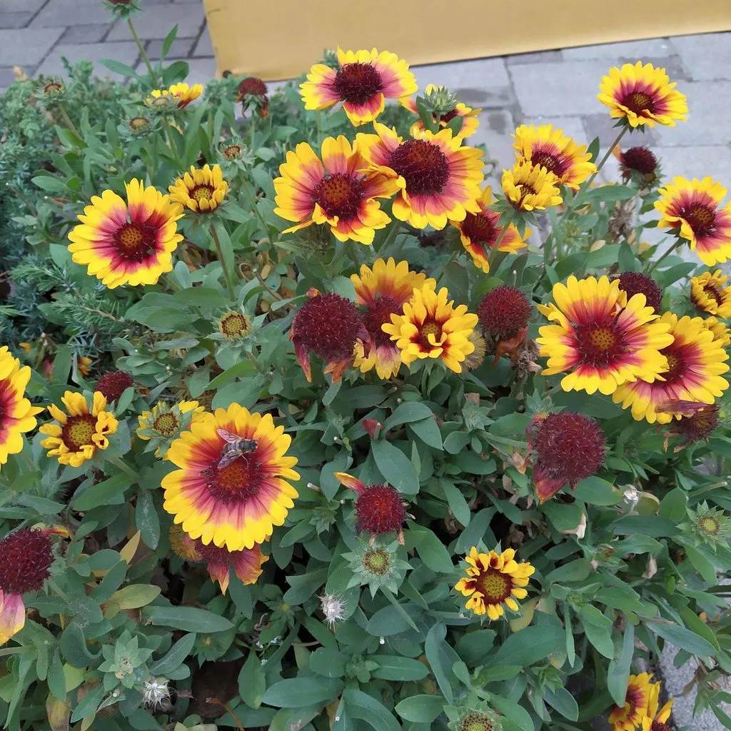 Чайная беседка