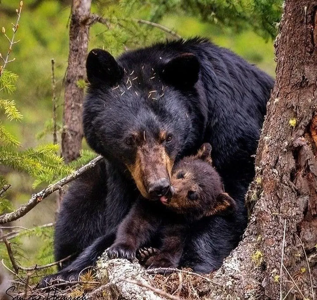 Эти забавные животные