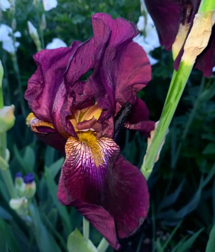 Чайная беседка