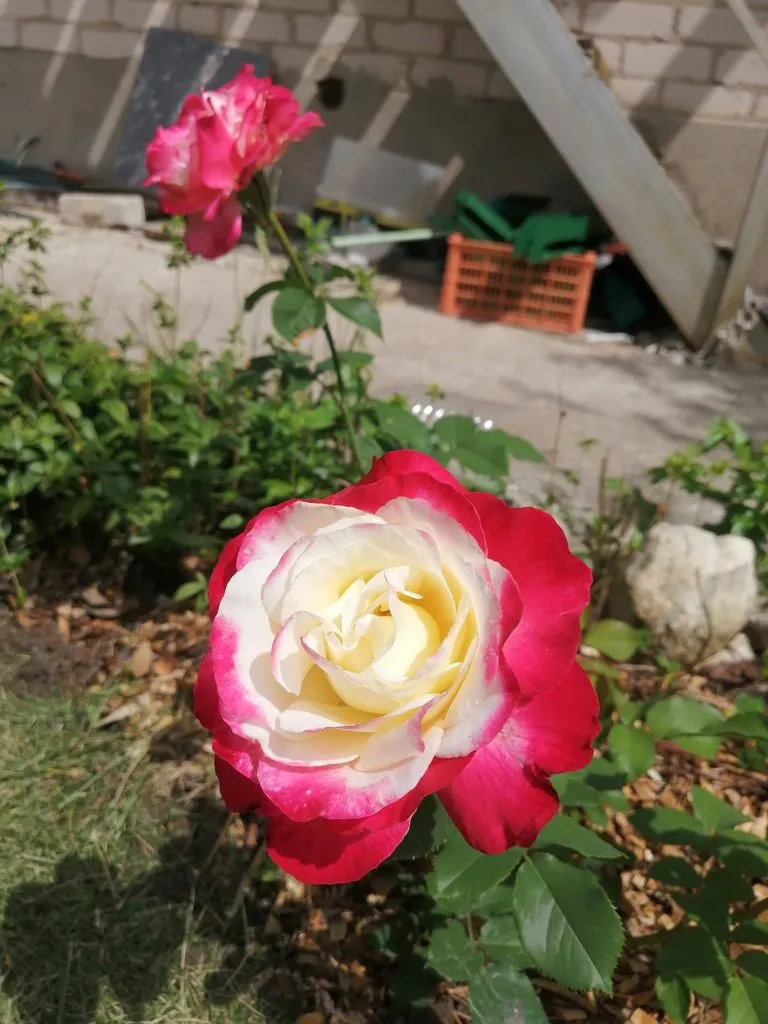 Чайная беседка