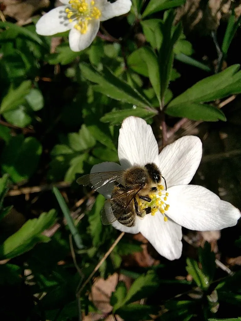 Чайная беседка