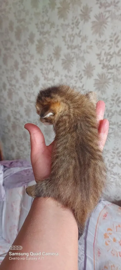 Tapтaлeтки & Ко