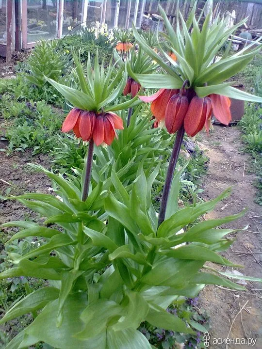 Чайная беседка