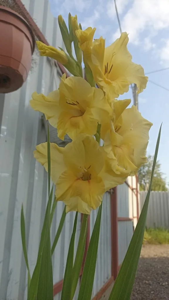 Флора