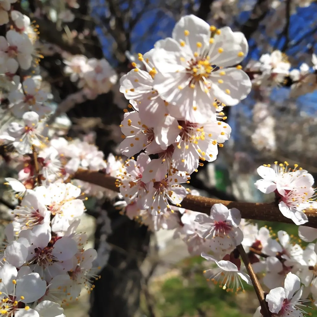 Чайная беседка