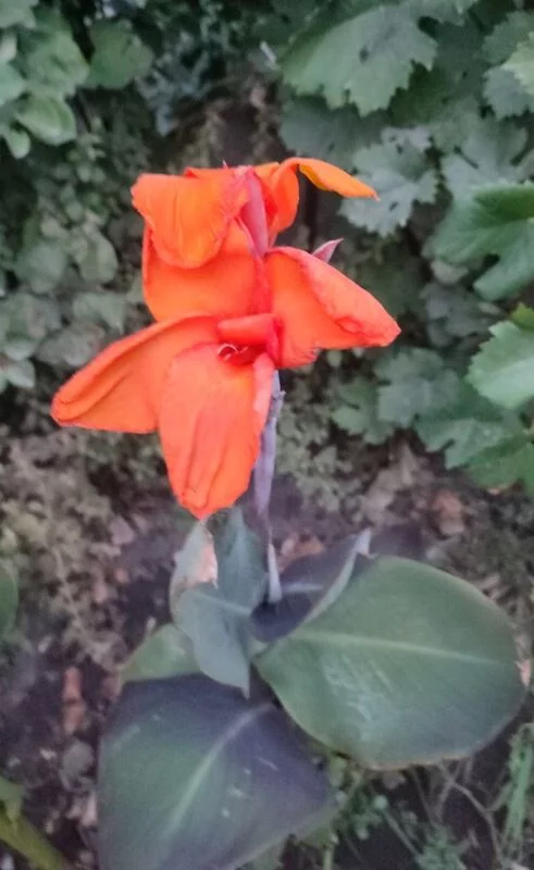 Флора