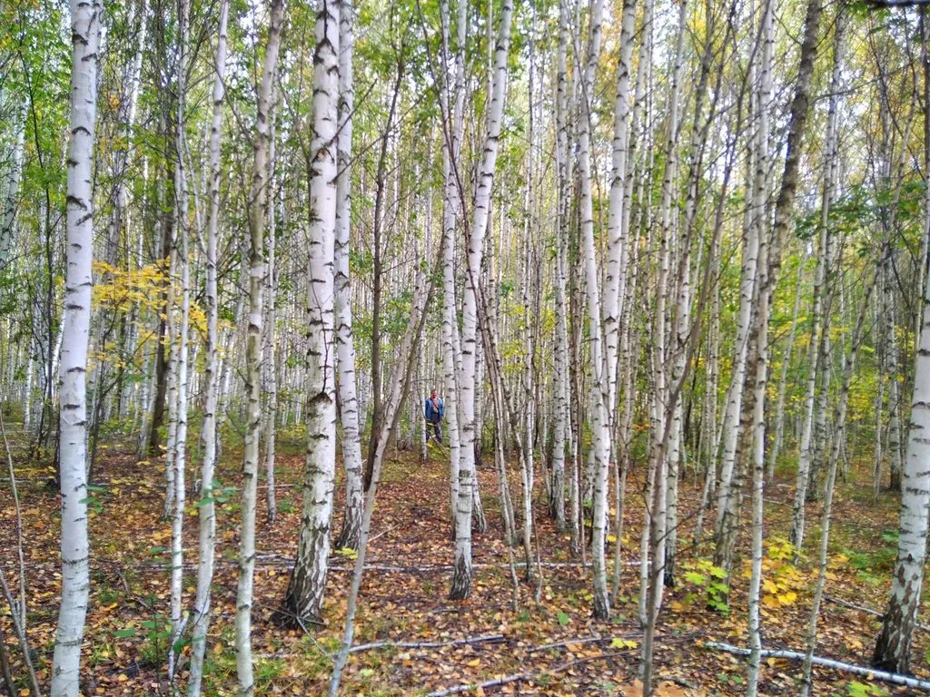 По грибы с лукошком