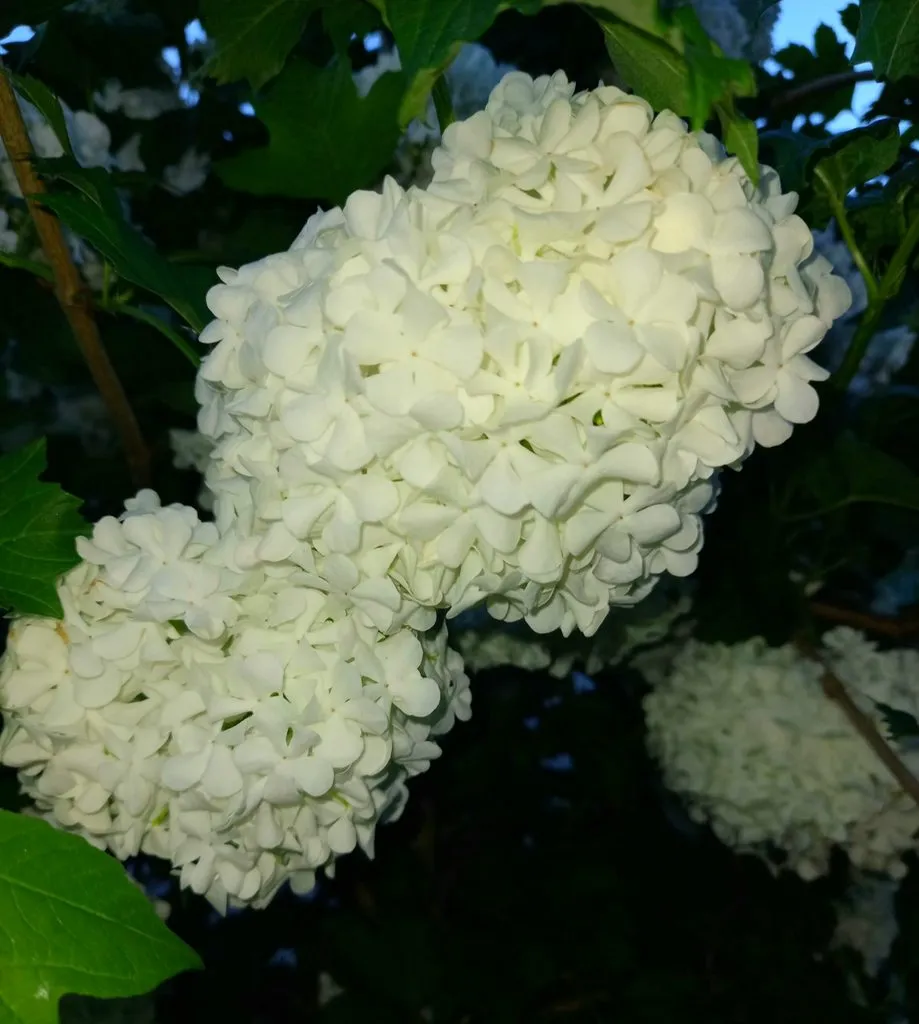 Чайная беседка