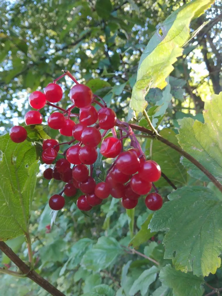 Чайная беседка