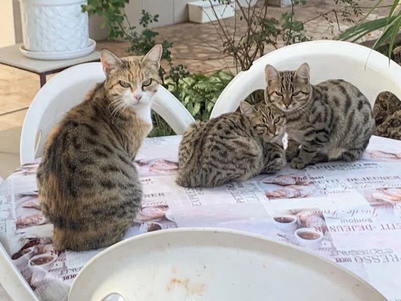 Tapтaлeтки & Ко