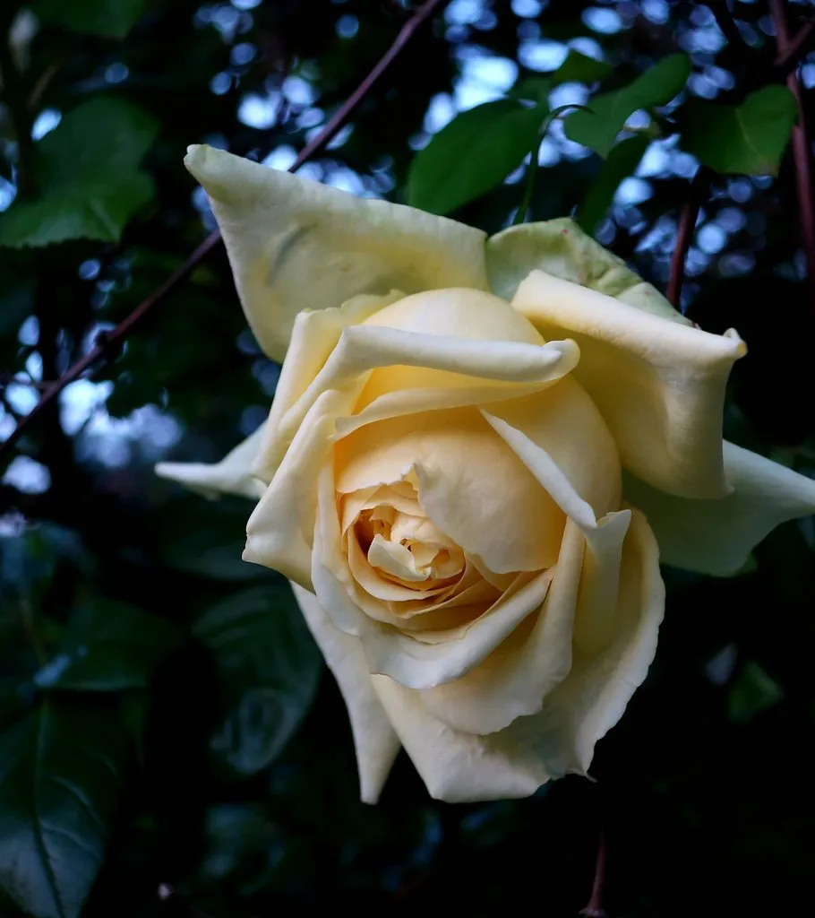 Чайная беседка