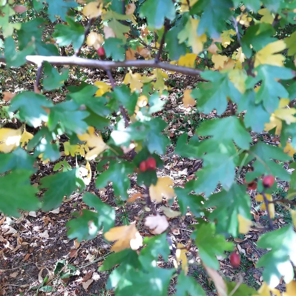 Чайная беседка