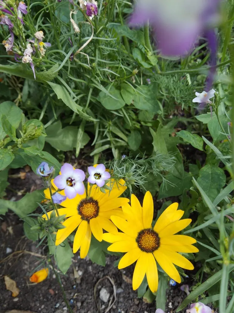 Чайная беседка