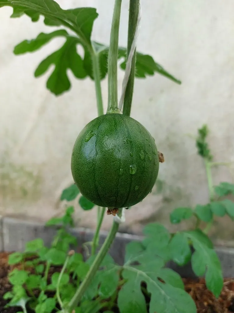 Флора
