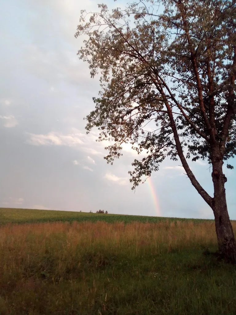 Чайная беседка