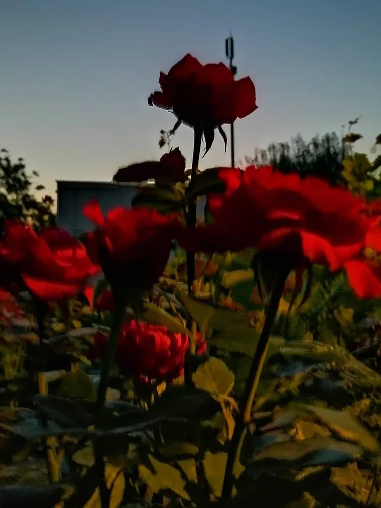 Чайная беседка