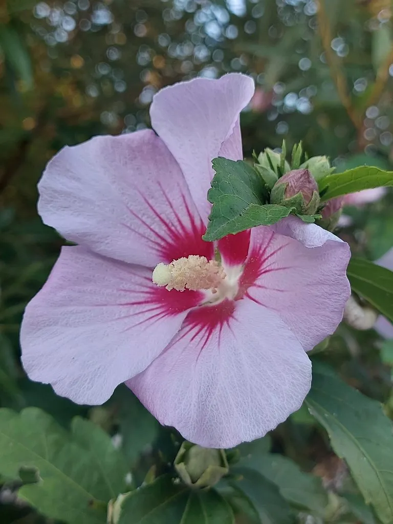 Чайная беседка