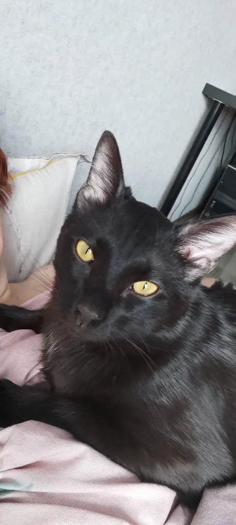 Tapтaлeтки & Ко