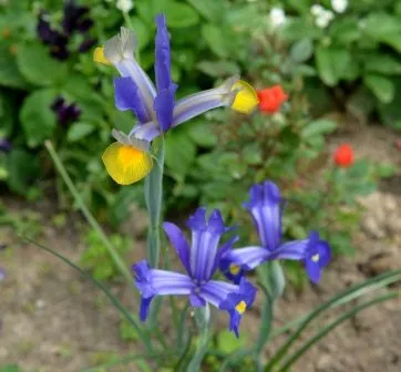 Чайная беседка