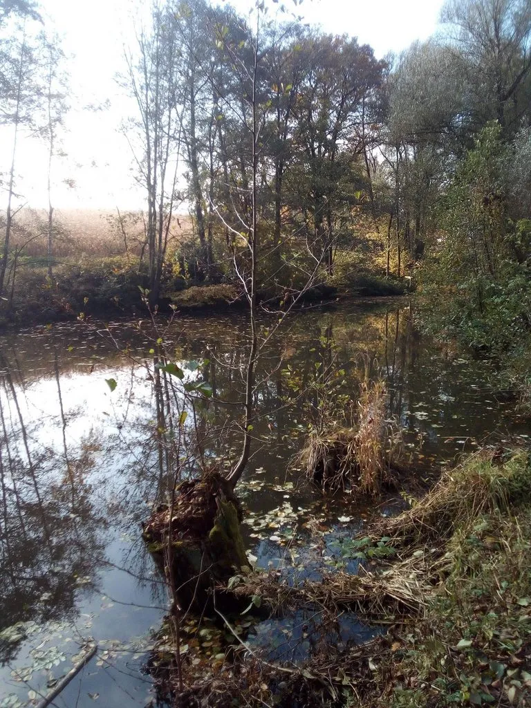 Чайная беседка