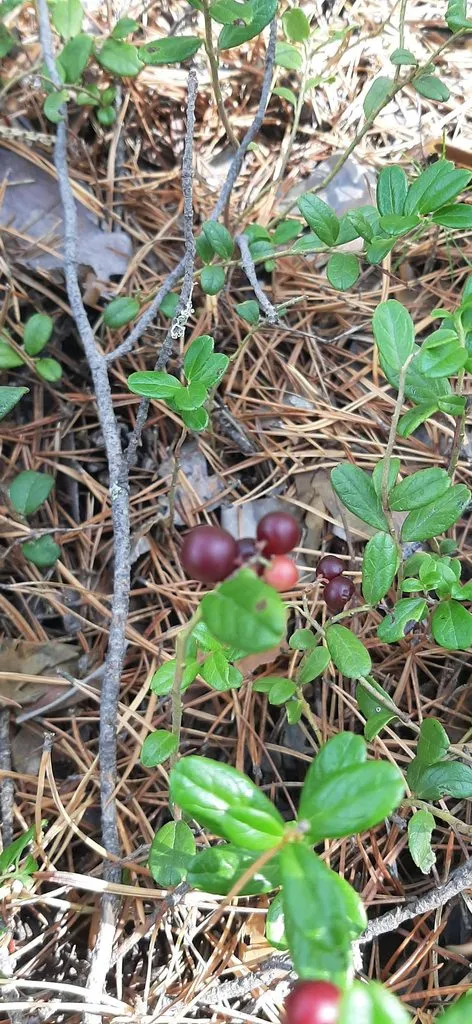 По грибы с лукошком