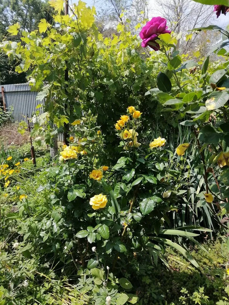 Чайная беседка