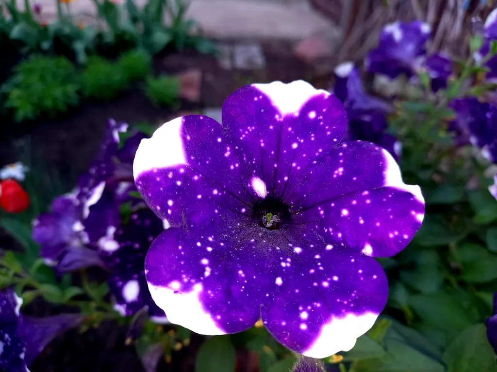 Чайная беседка