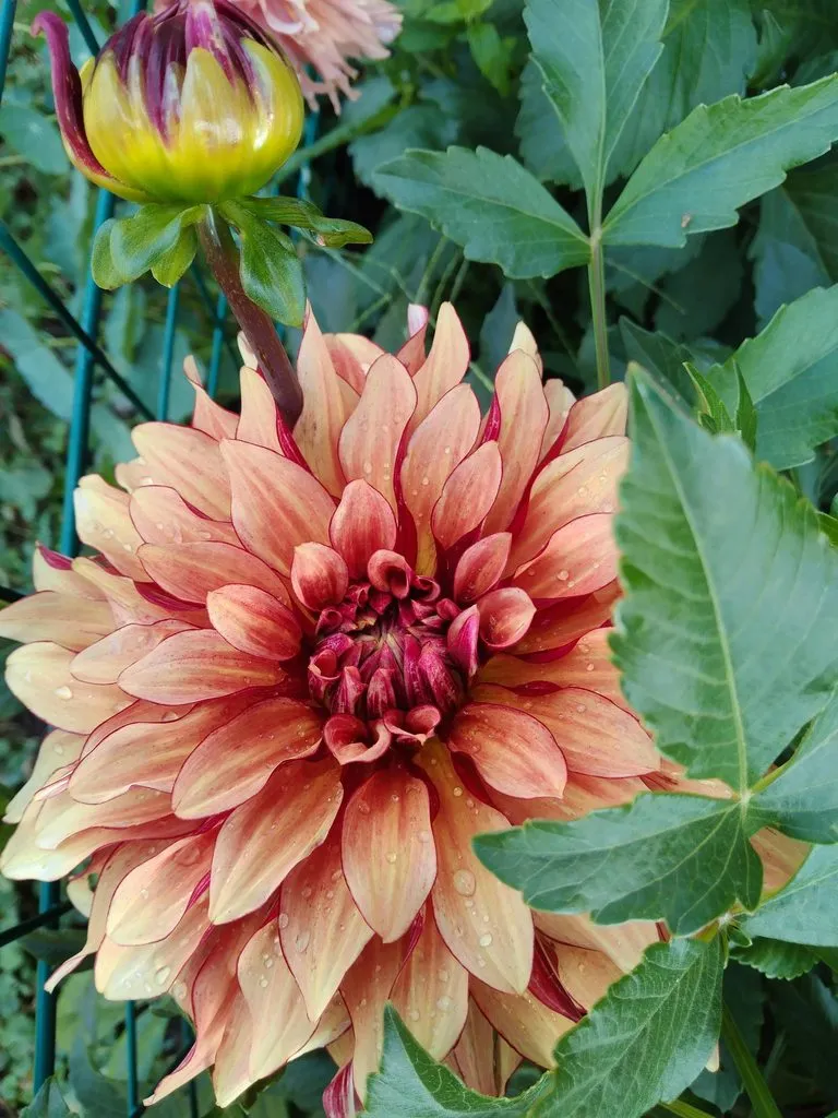 Чайная беседка