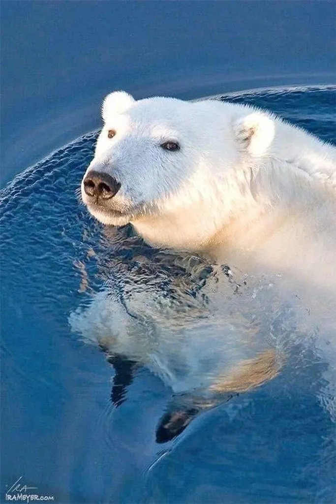 Эти забавные животные