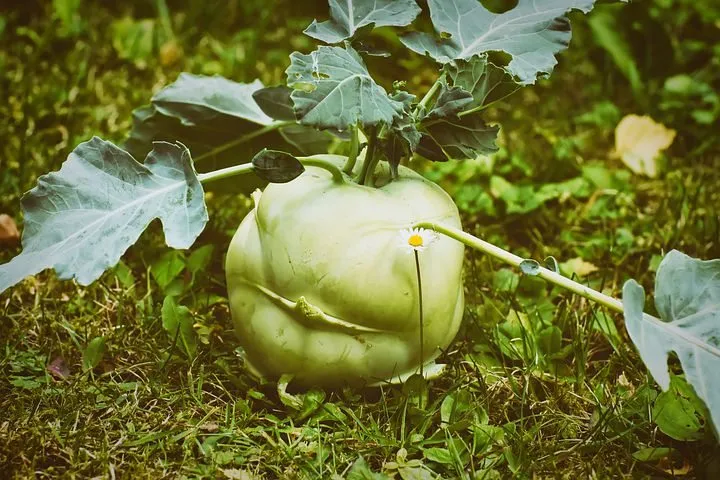 Кольраби