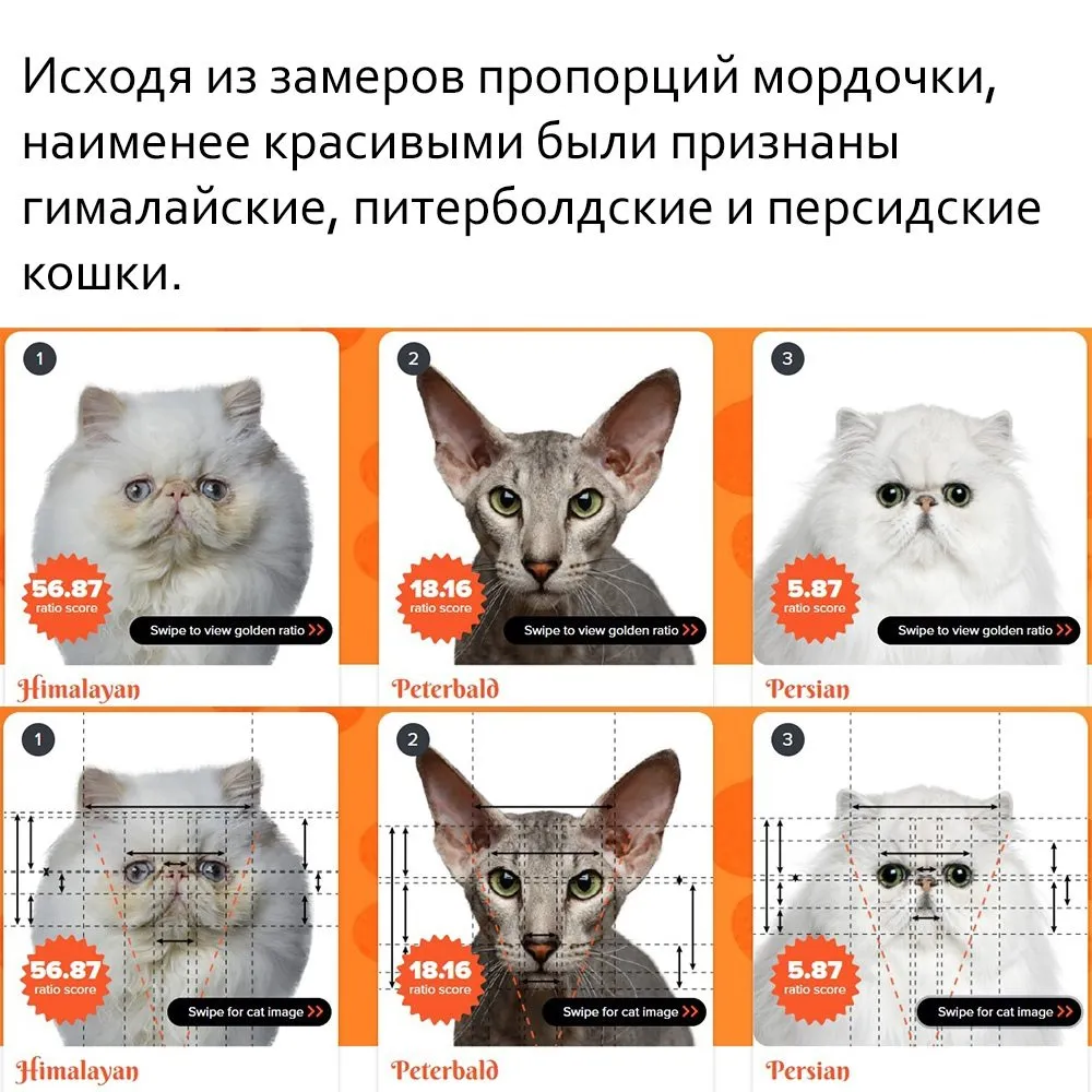 Кто сказал «Мяу»?