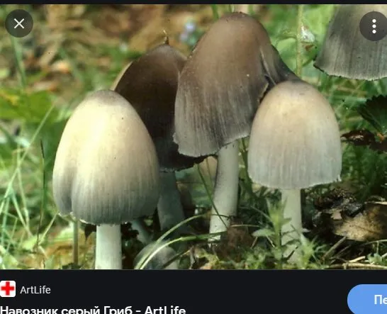 По грибы с лукошком