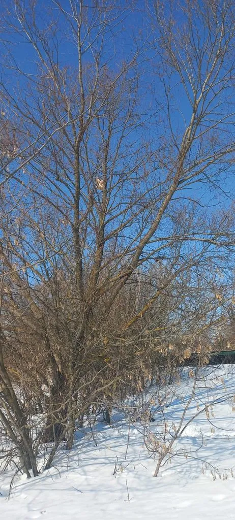 Чайная беседка